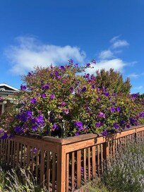 Beautiful landscaping/flowers in the front yard