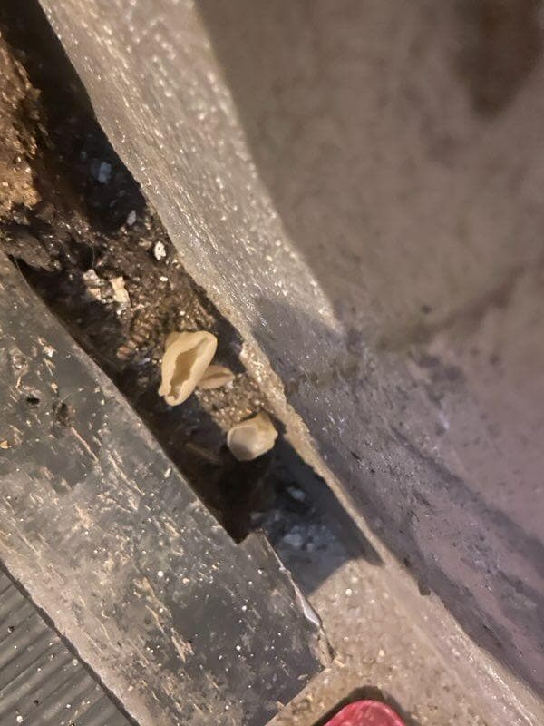 Mushrooms growing in Basement