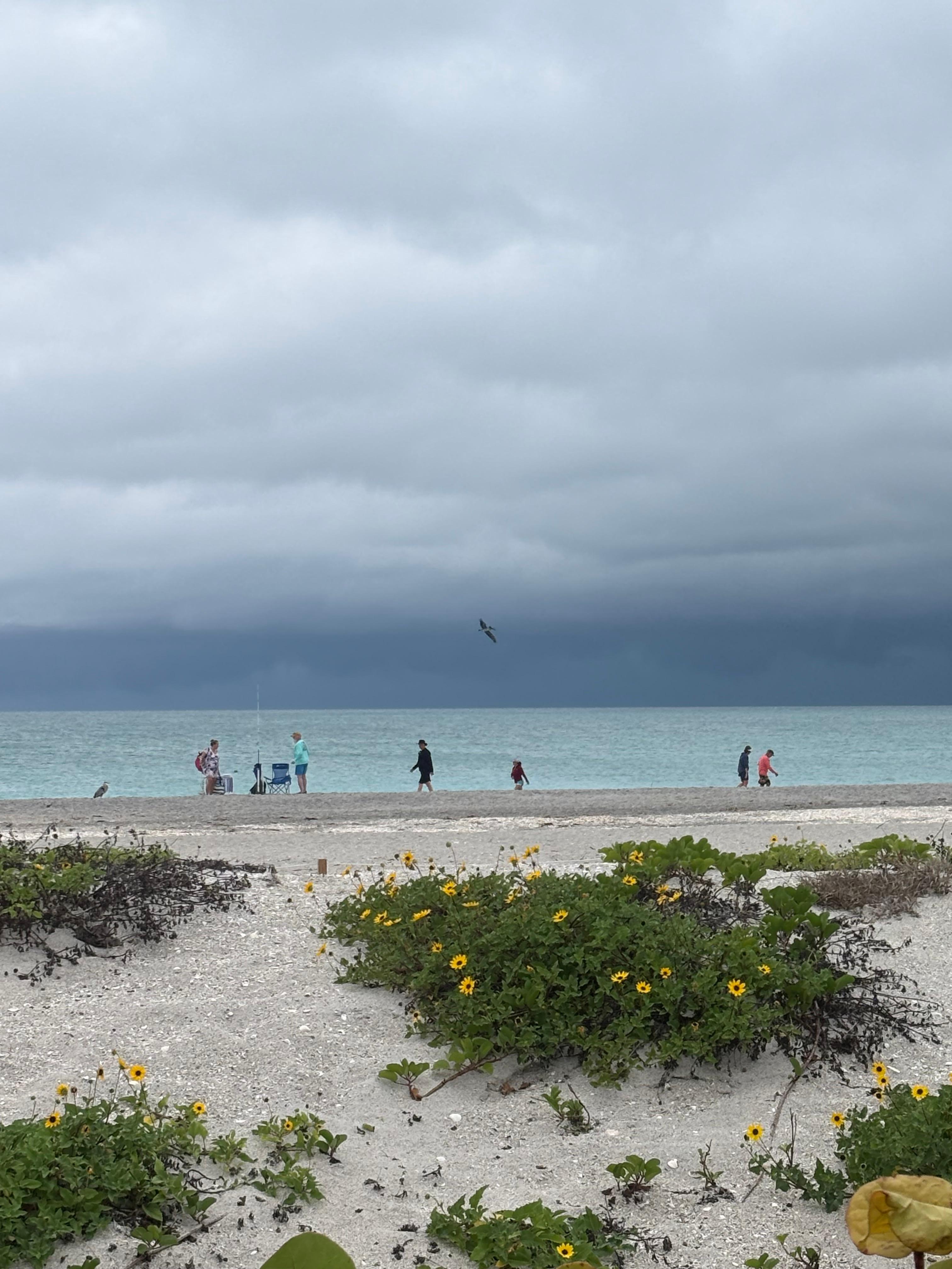 Stump Pass 
Great location for shells and shark teeth.