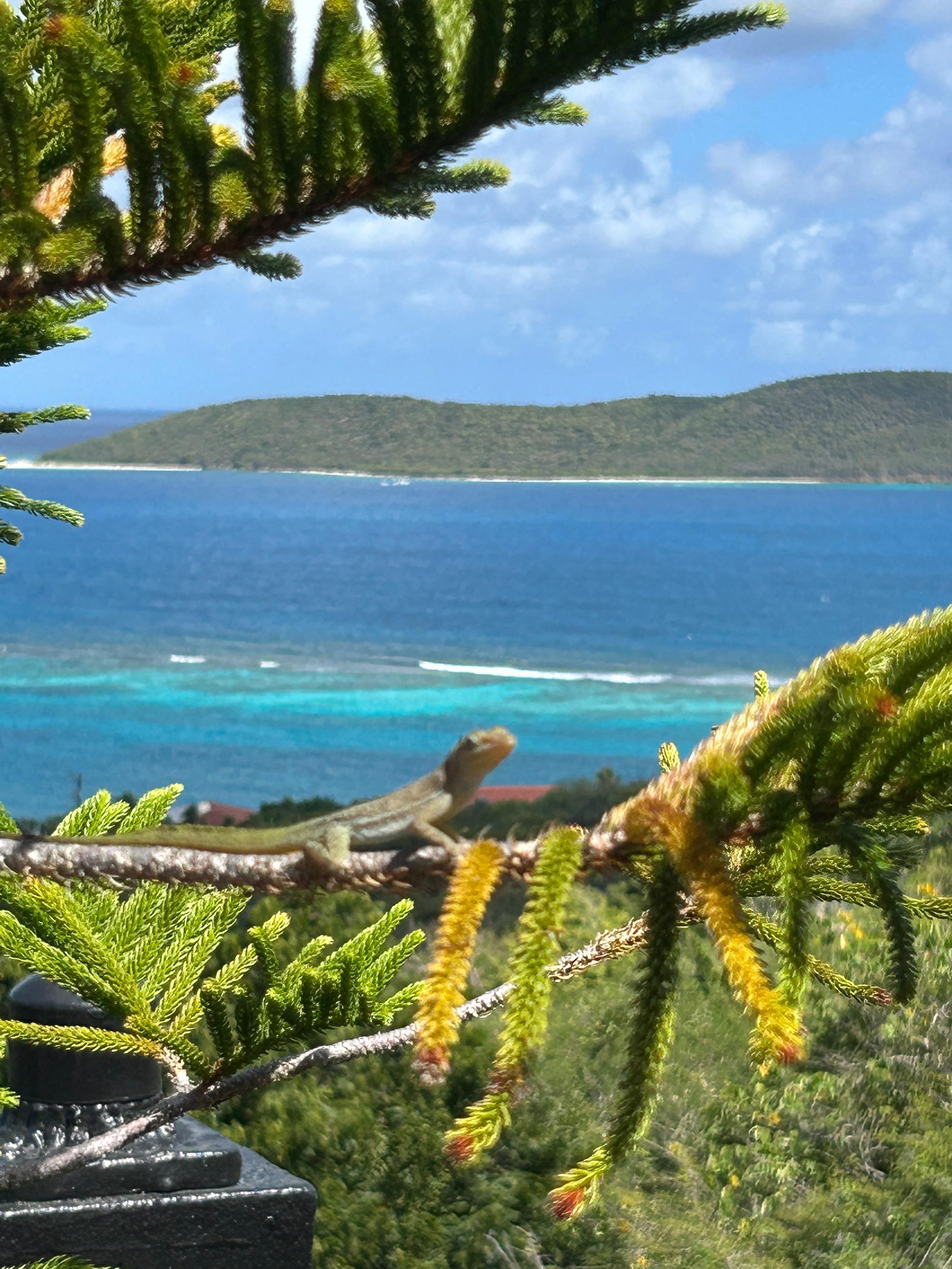 Can you find the friend?  He’s green and super cute