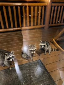 Cute visitors we had to run off. But they were insistent on coming in for a game of Phase 10. 😂