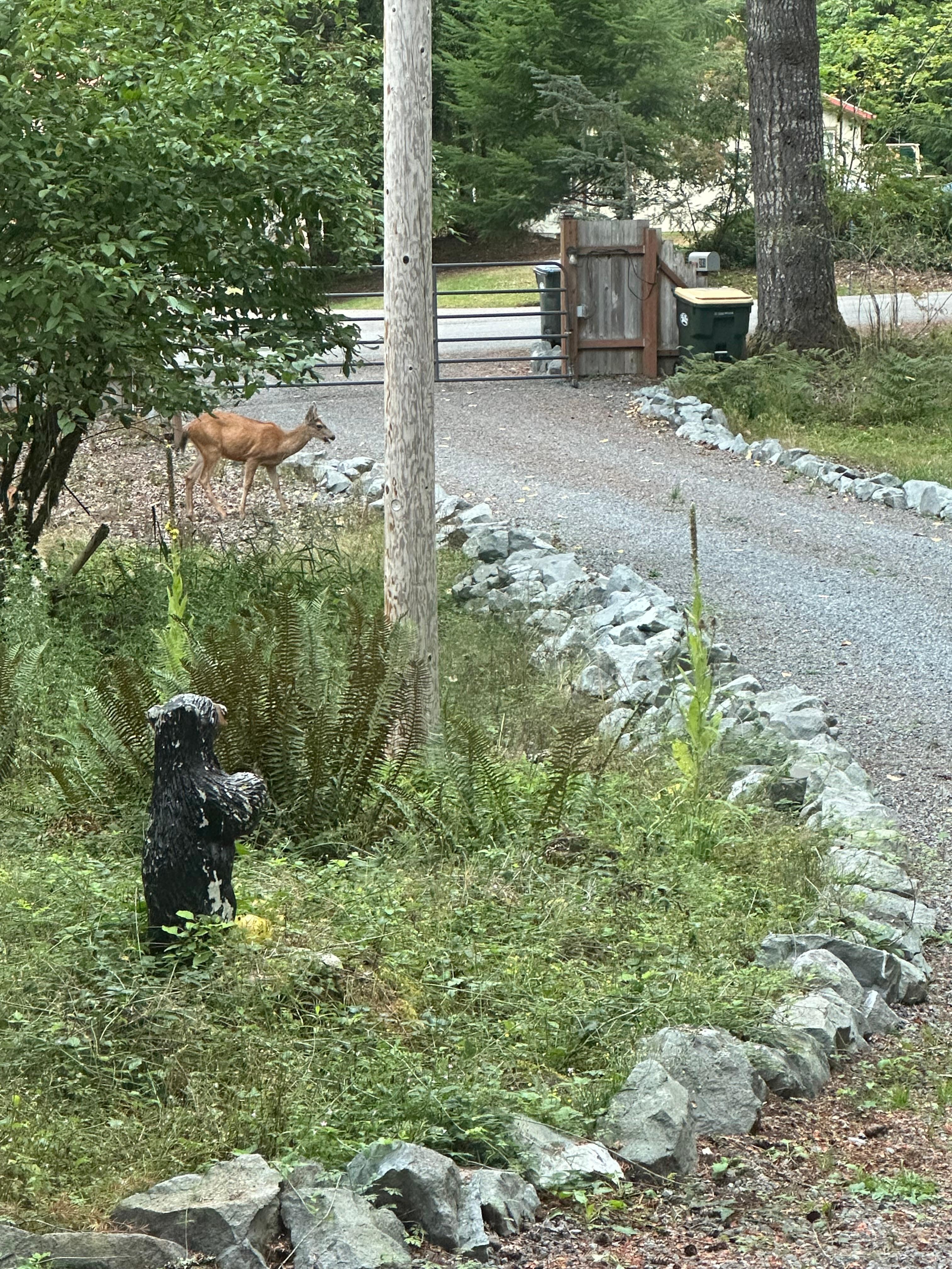 Morning visit from five deer
