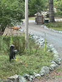 Morning visit from five deer