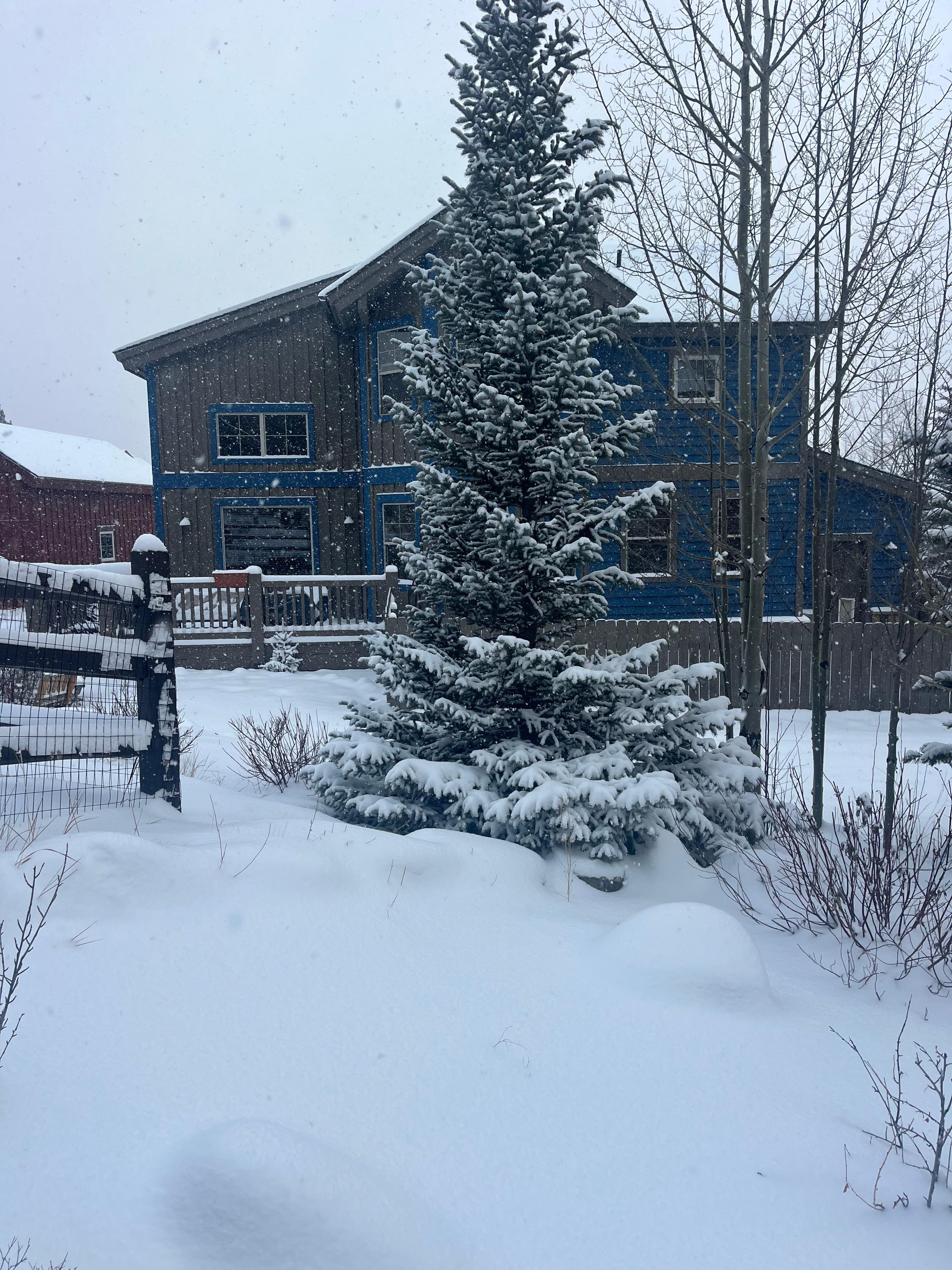 Our view of the backyard when we left.  