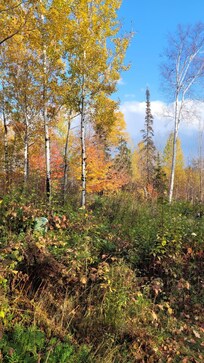 View off the deck, to the north, very wooded