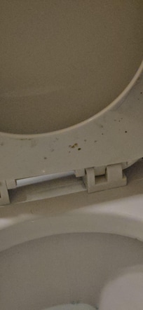 clean toilet