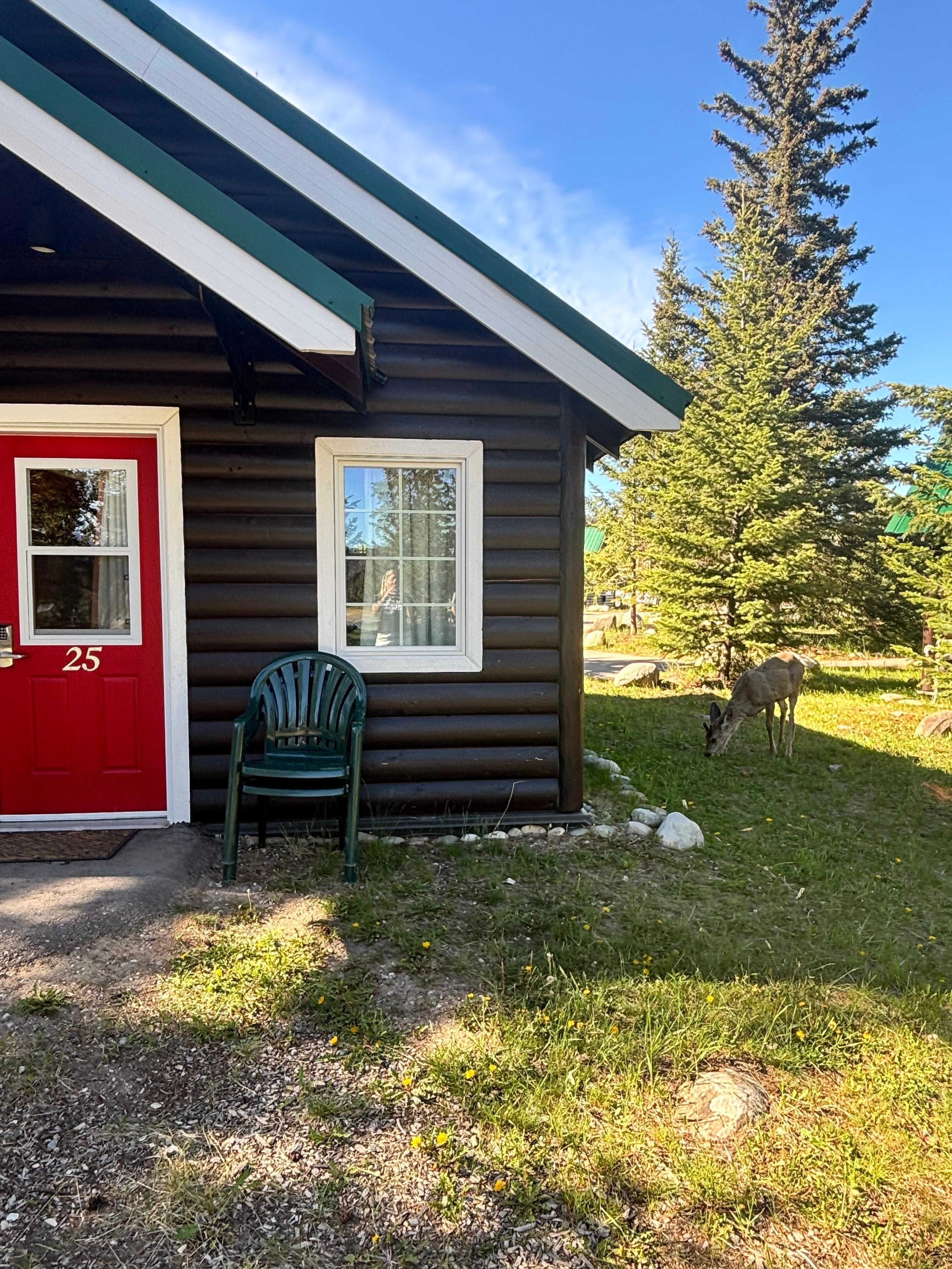 A visitor to our cabin 