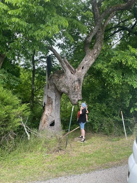 Donkey Tree