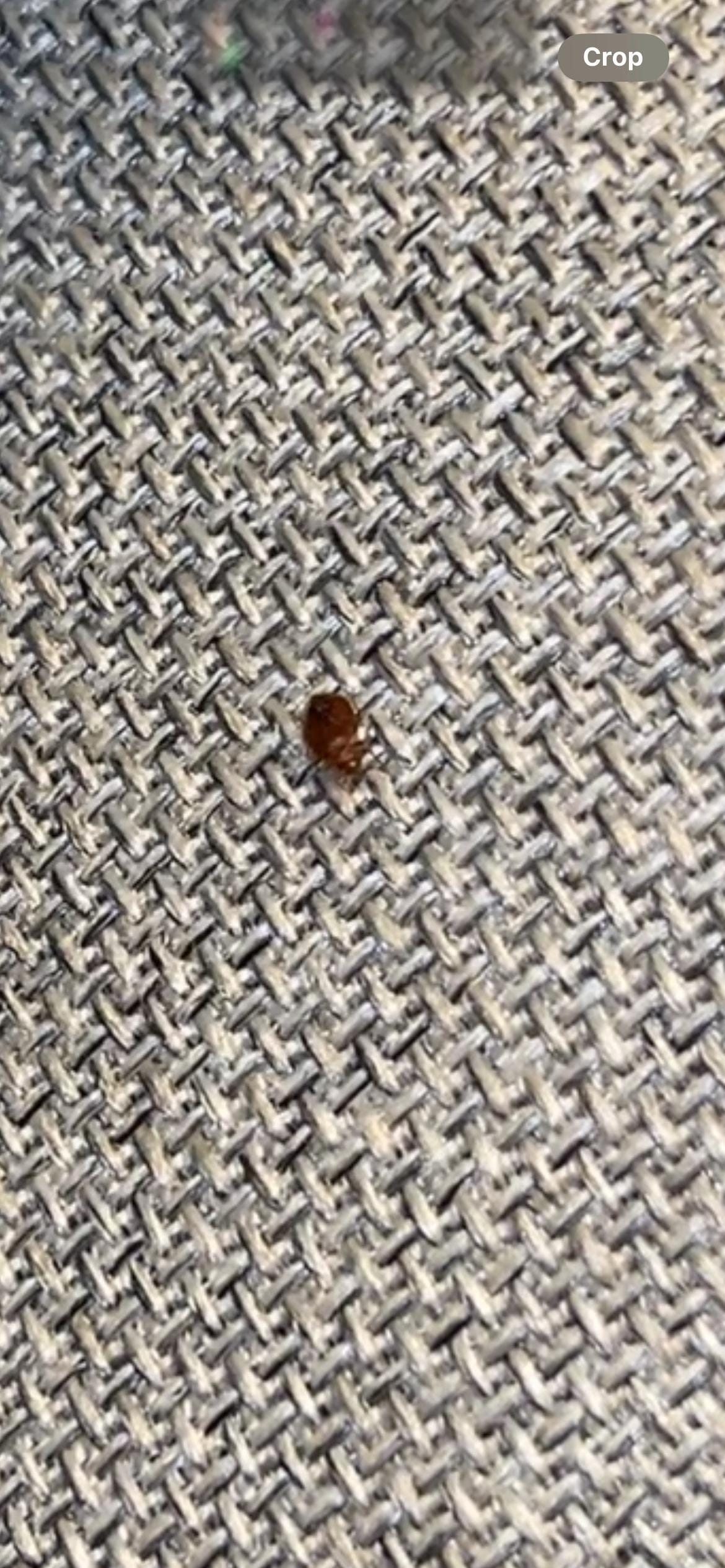 Bed bug on couch