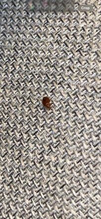 Bed bug on couch