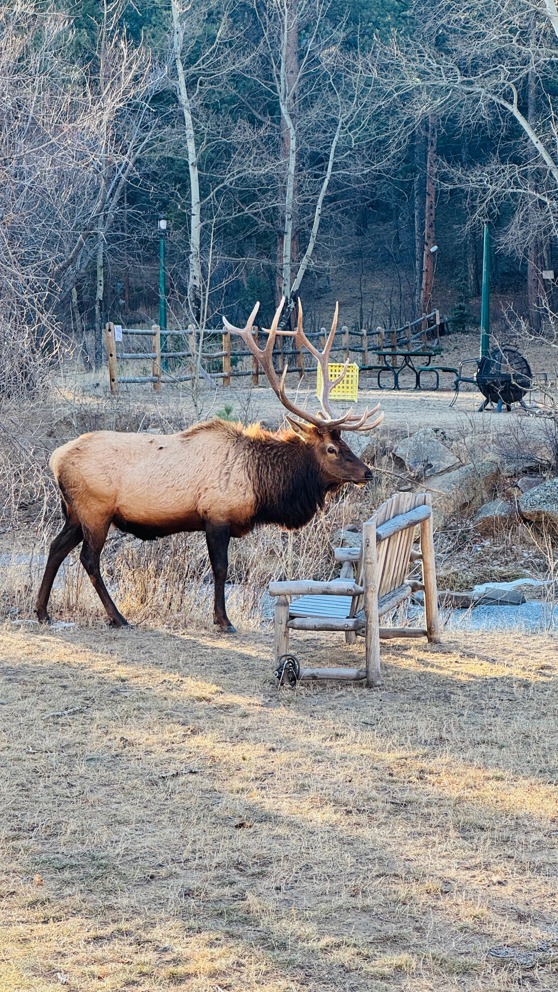 bull elk right behind the condo