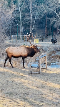 bull elk right behind the condo