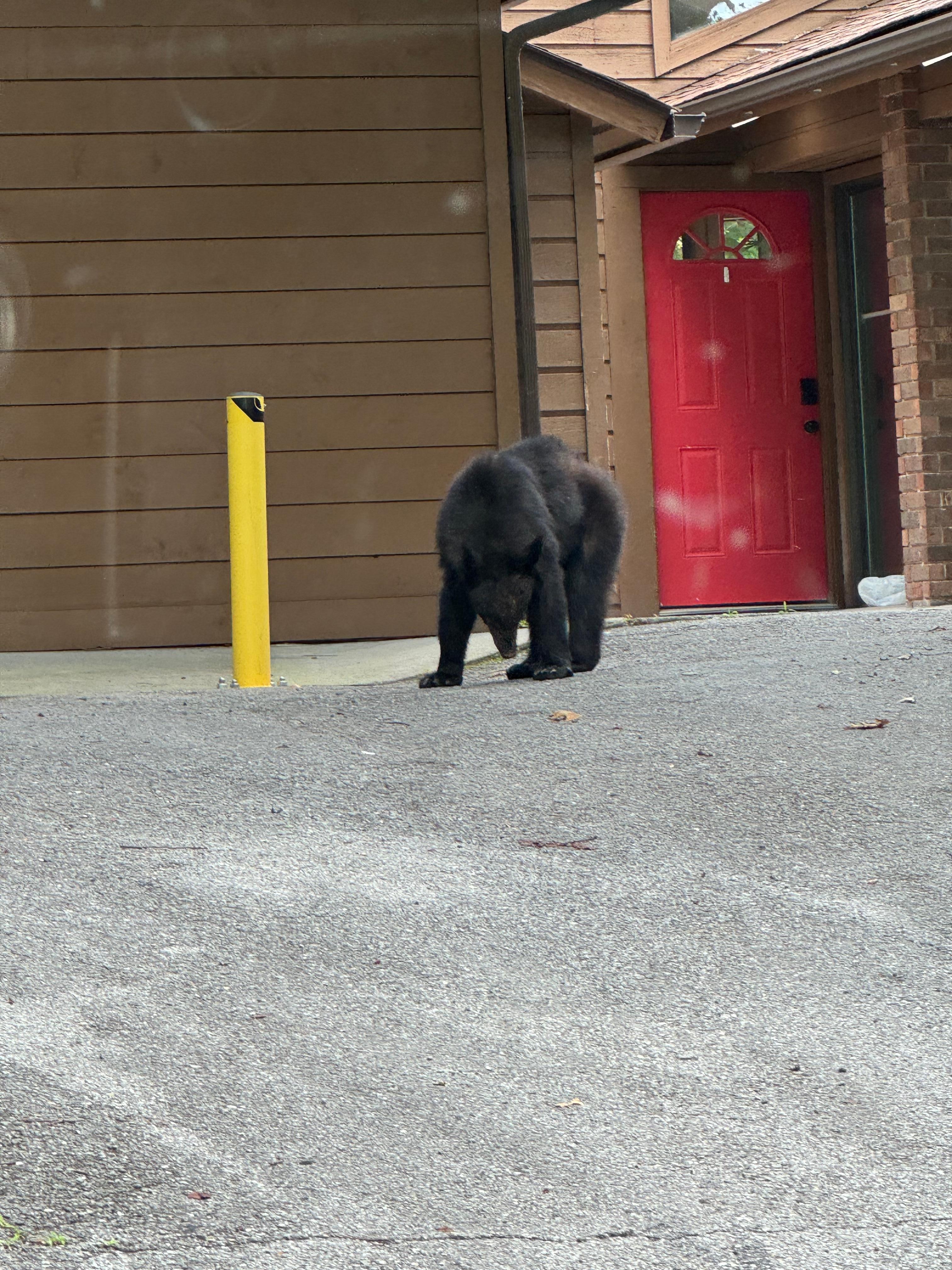 Bear in the driveway