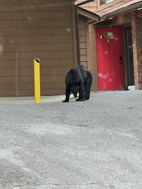 Bear in the driveway