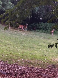 Morning and evening views were full of wildlife.