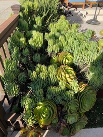 Succulent garden