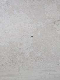 Woke up one morning this guy chilling beside my towels.