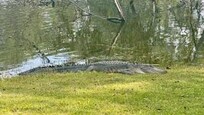 Gator in the forest preserve