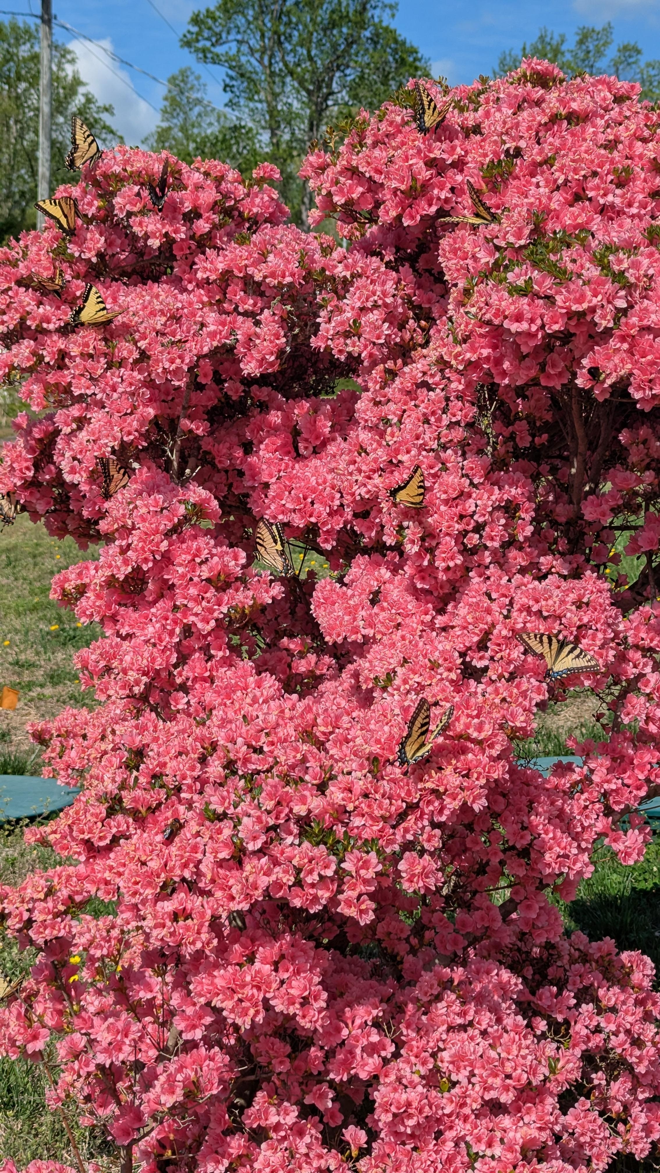 Butterflies in the spring