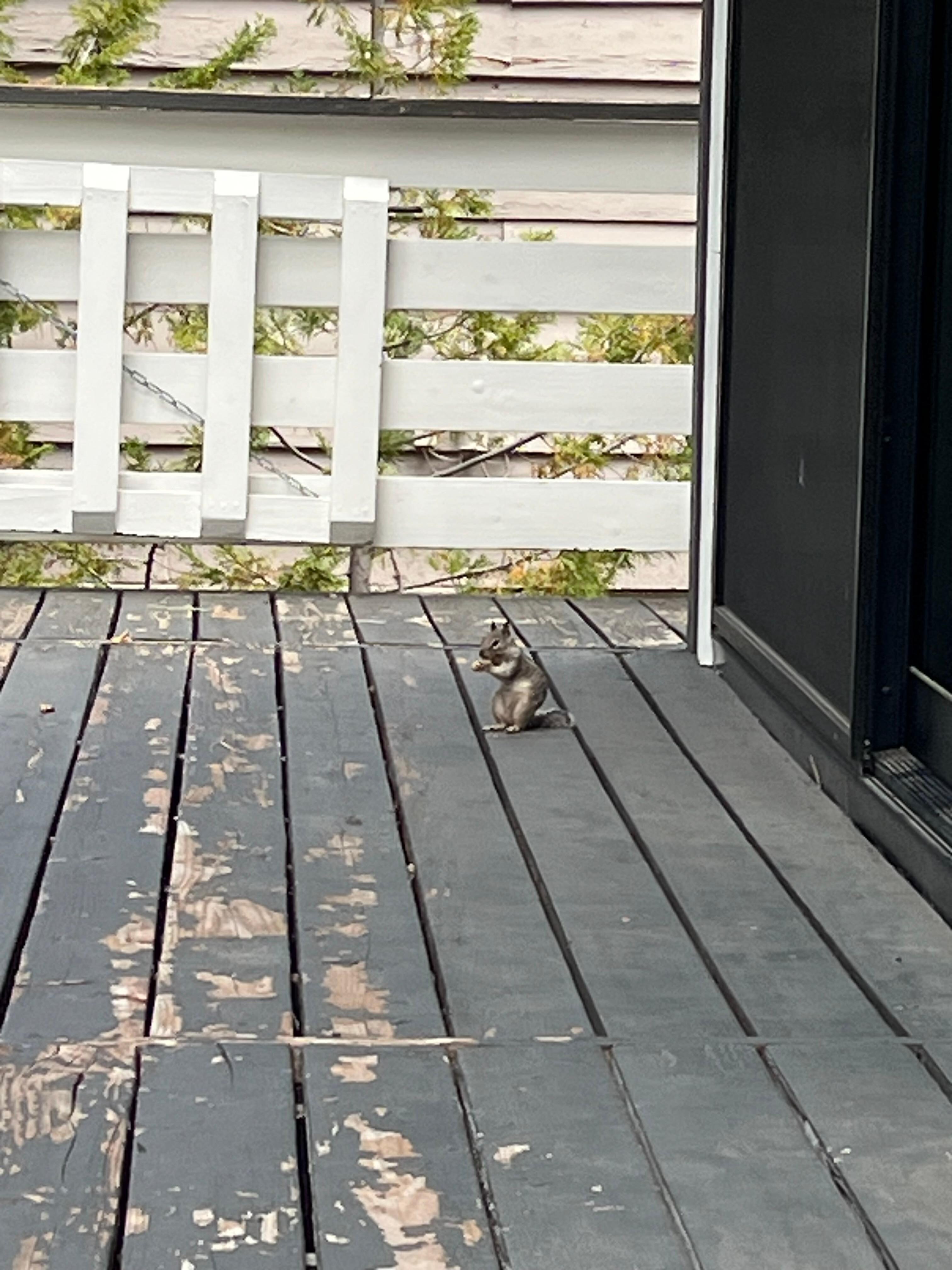 Cute chipmunk visitor…but shows state of deck…needs work.