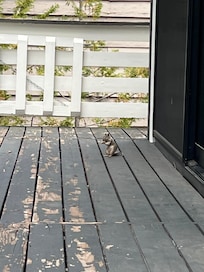 Cute chipmunk visitor…but shows state of deck…needs work.