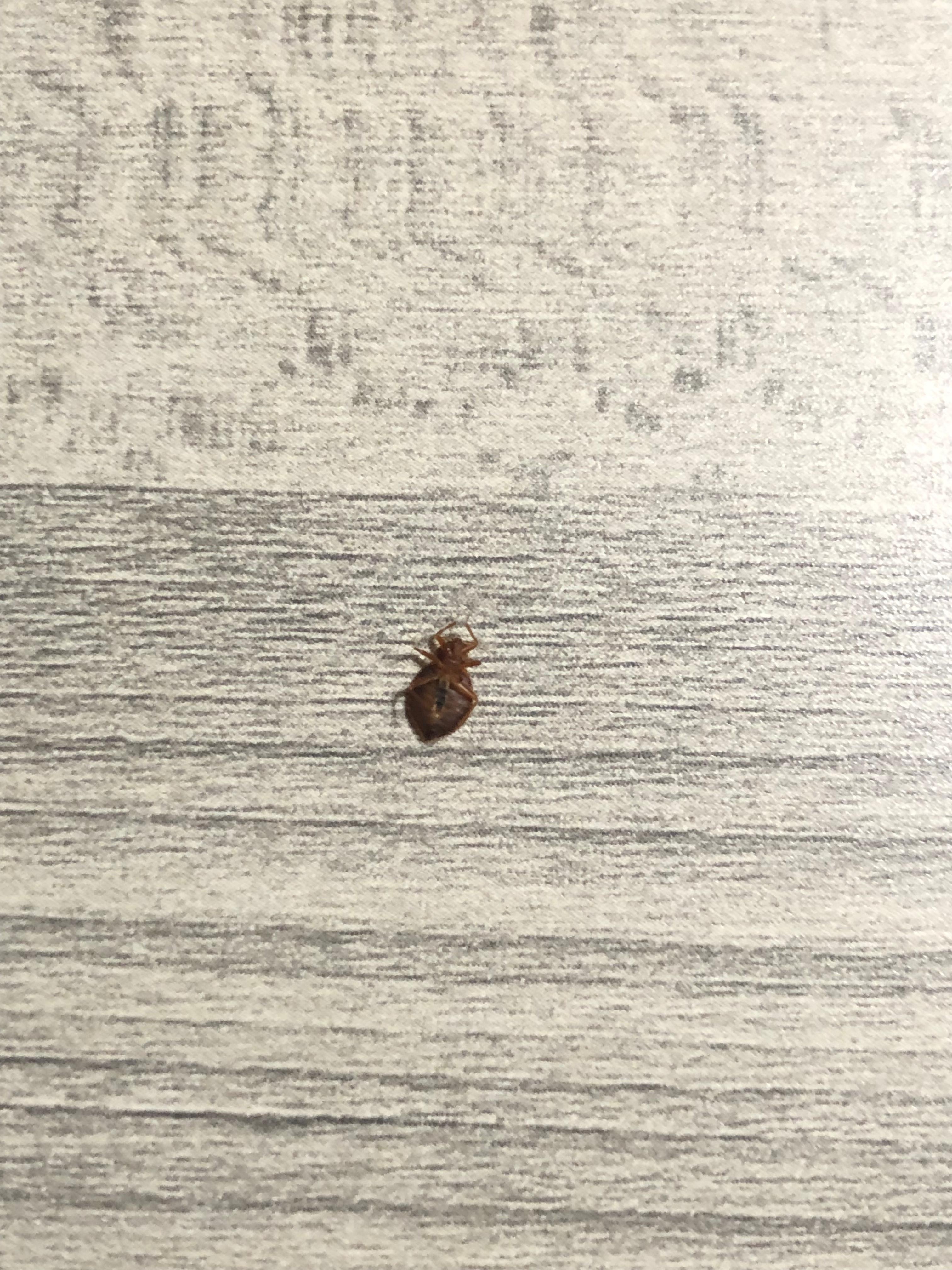 Bed bug #2