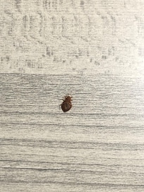 Bed bug #2