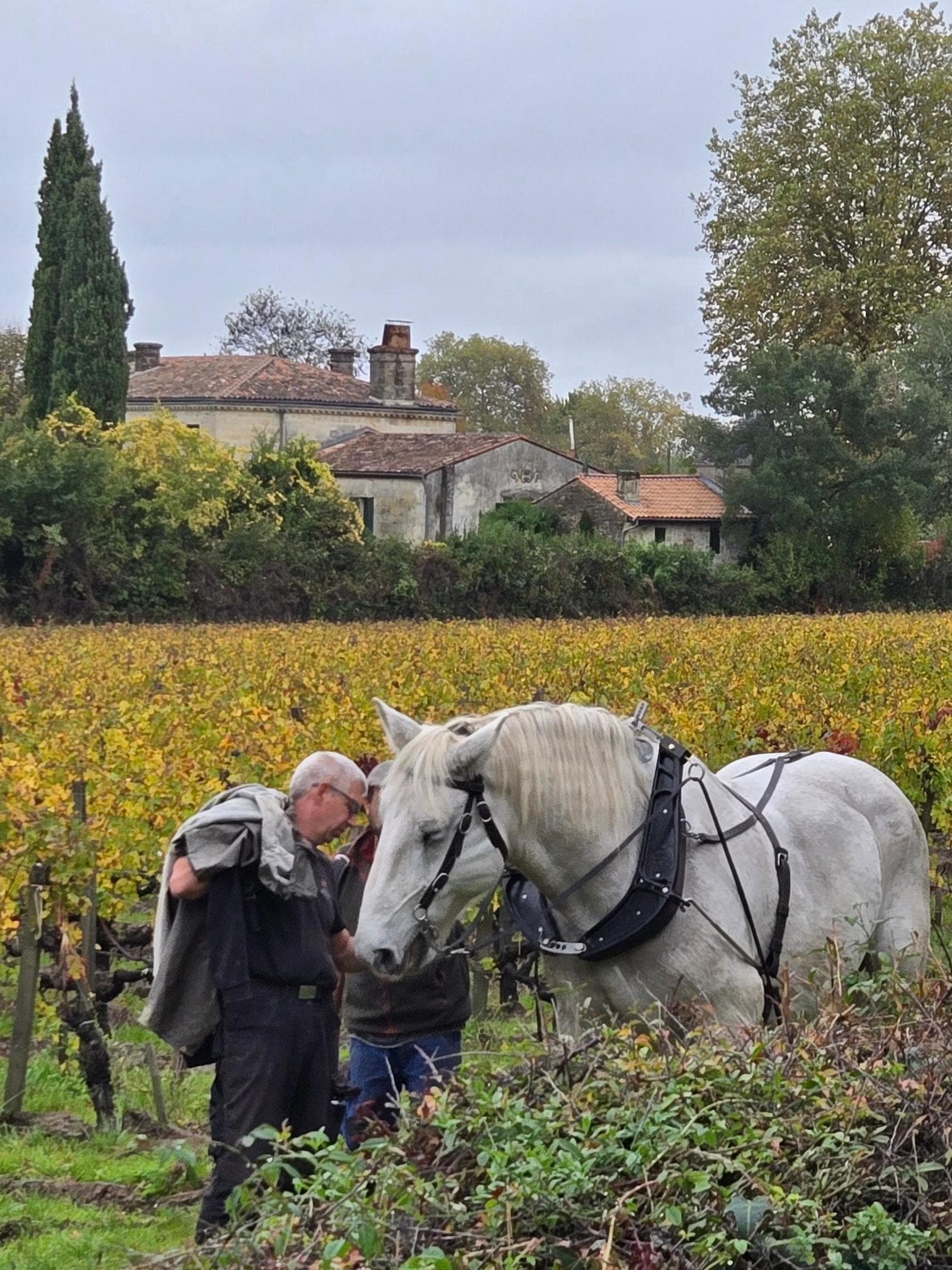 I was able to see the horses at work several days during my stay. 