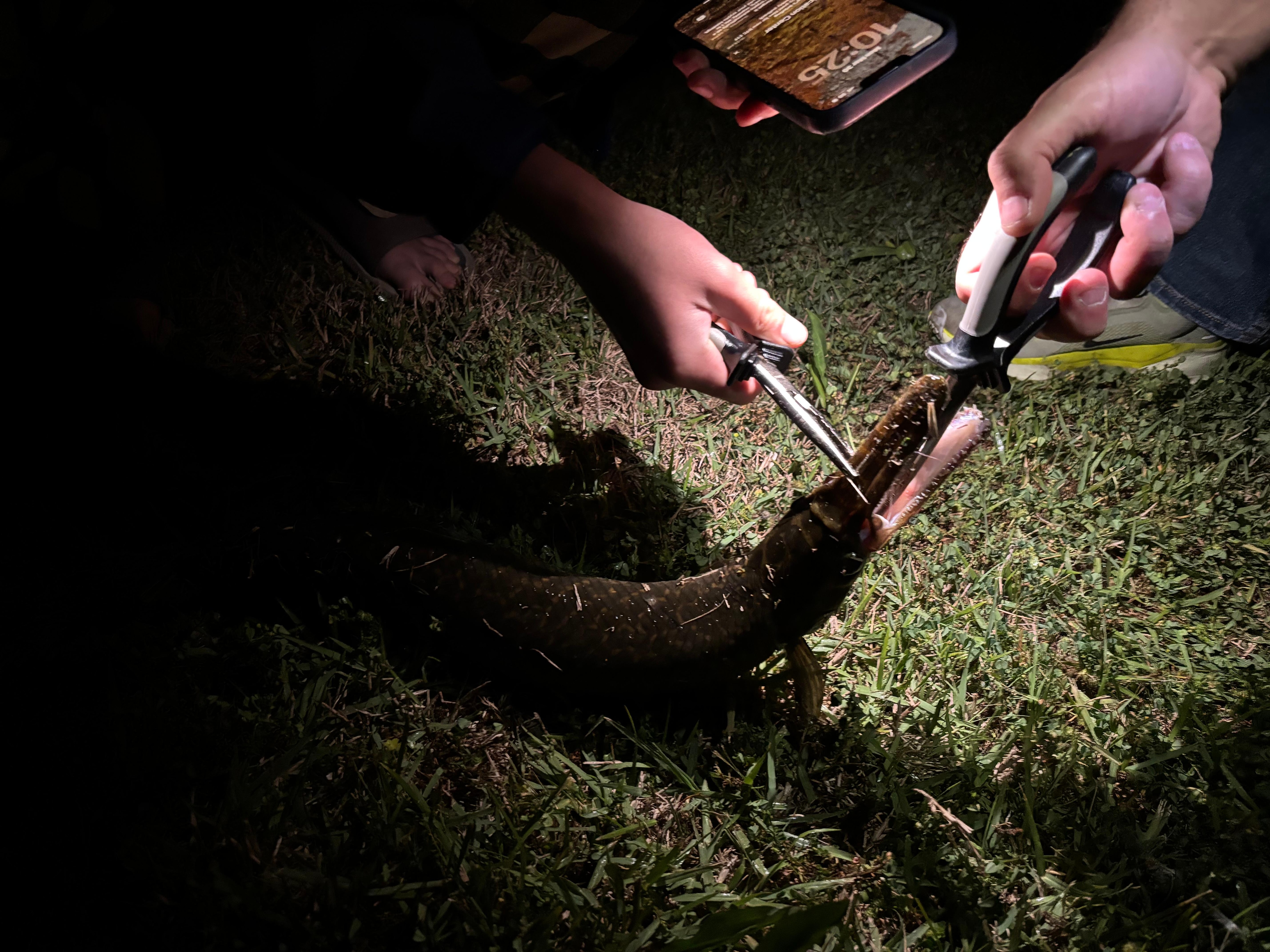 Alligator gar during a night fish off the dock
