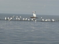Plenty of birds to watch, including pelicans