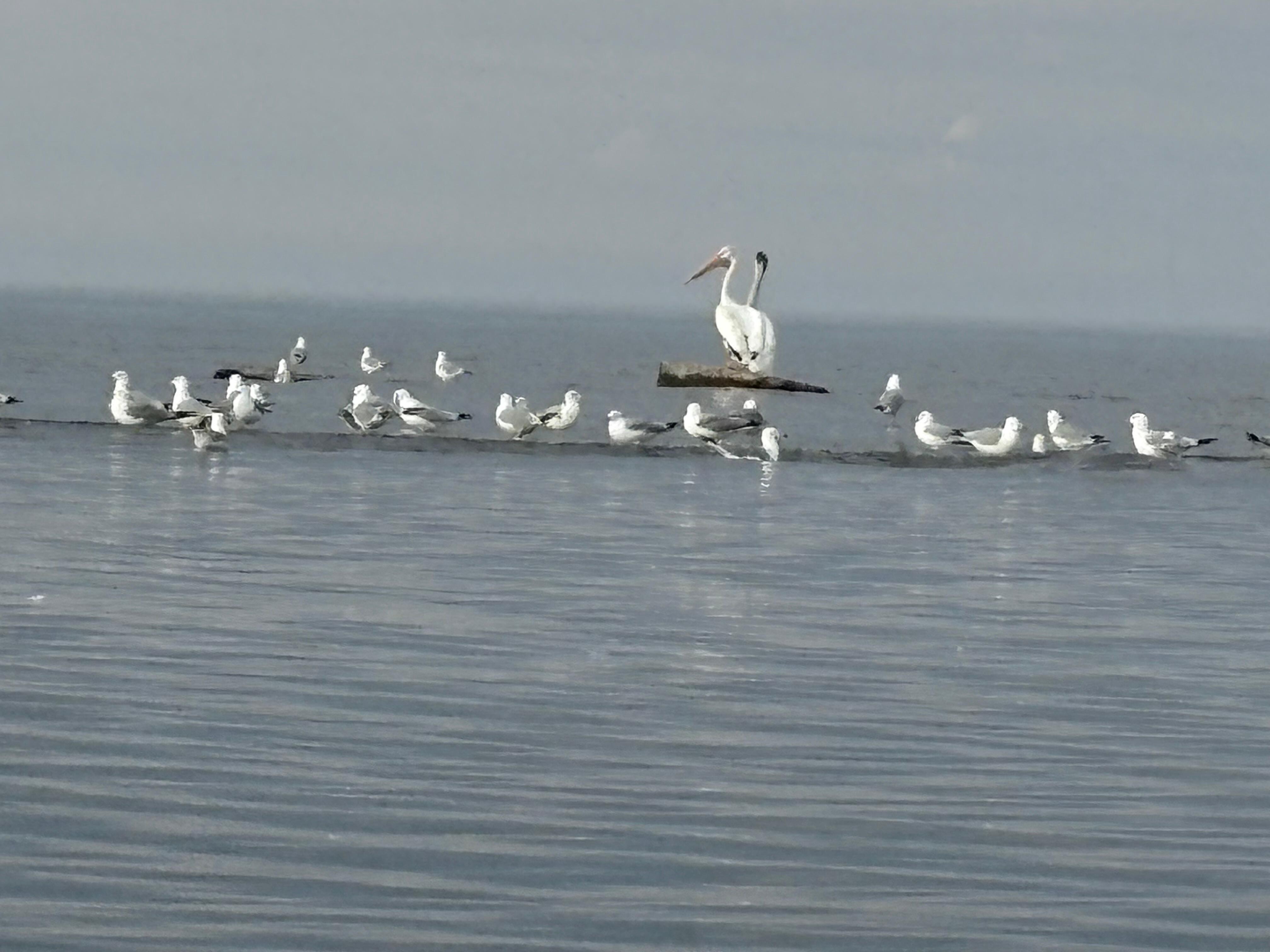Plenty of birds to watch, including pelicans 