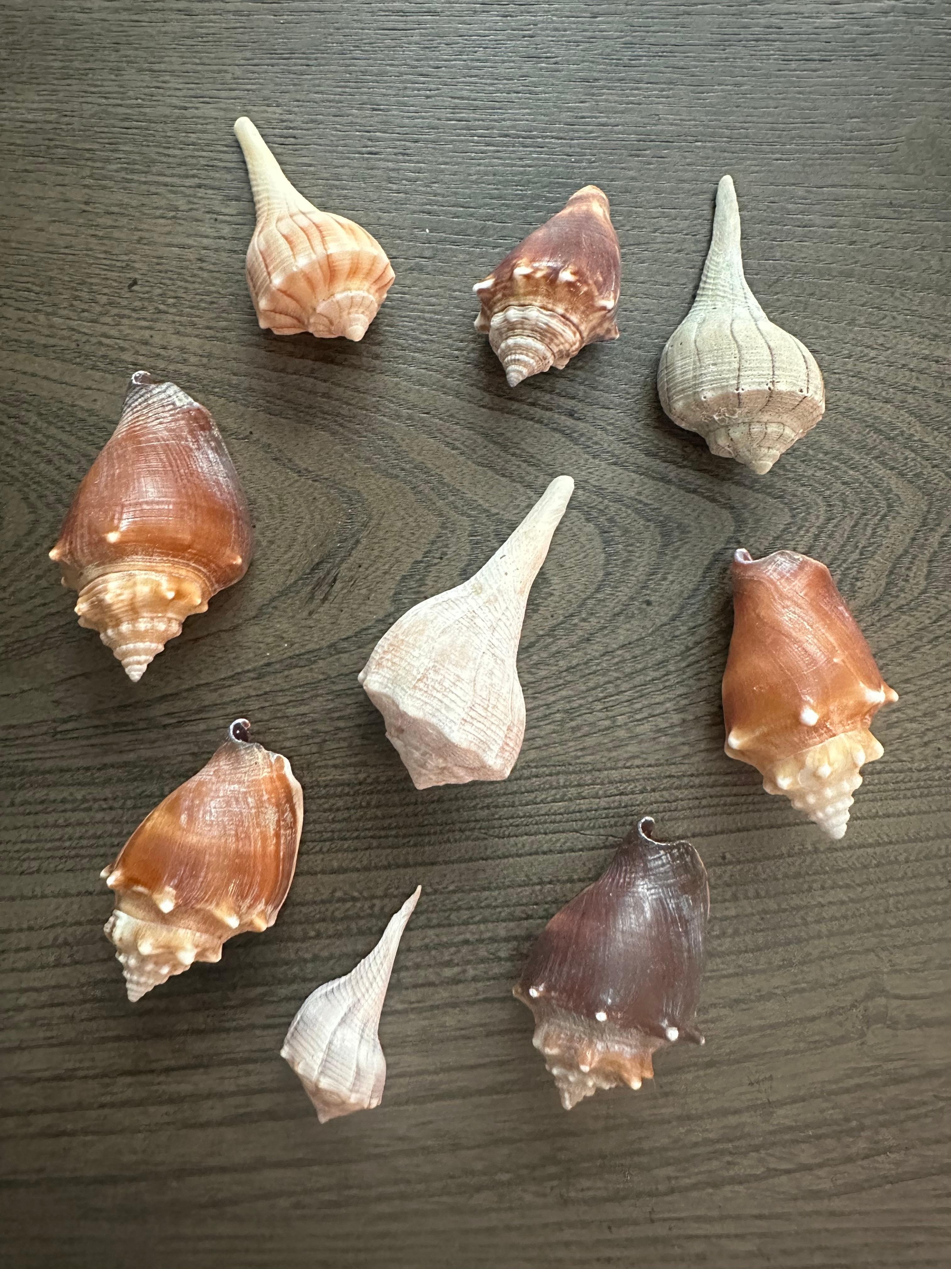 Finding beautiful shells on the beach.