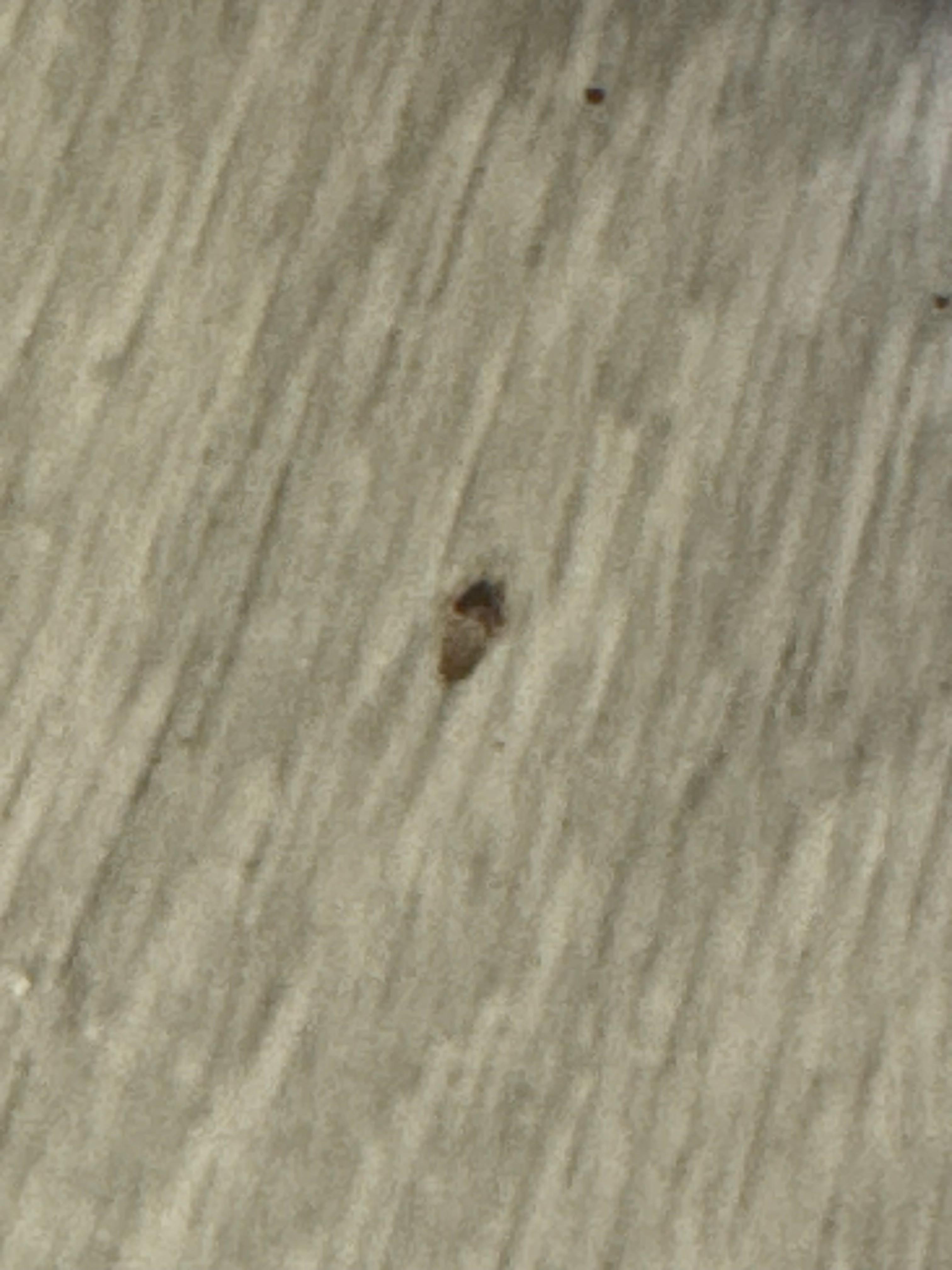 Roach bathroom