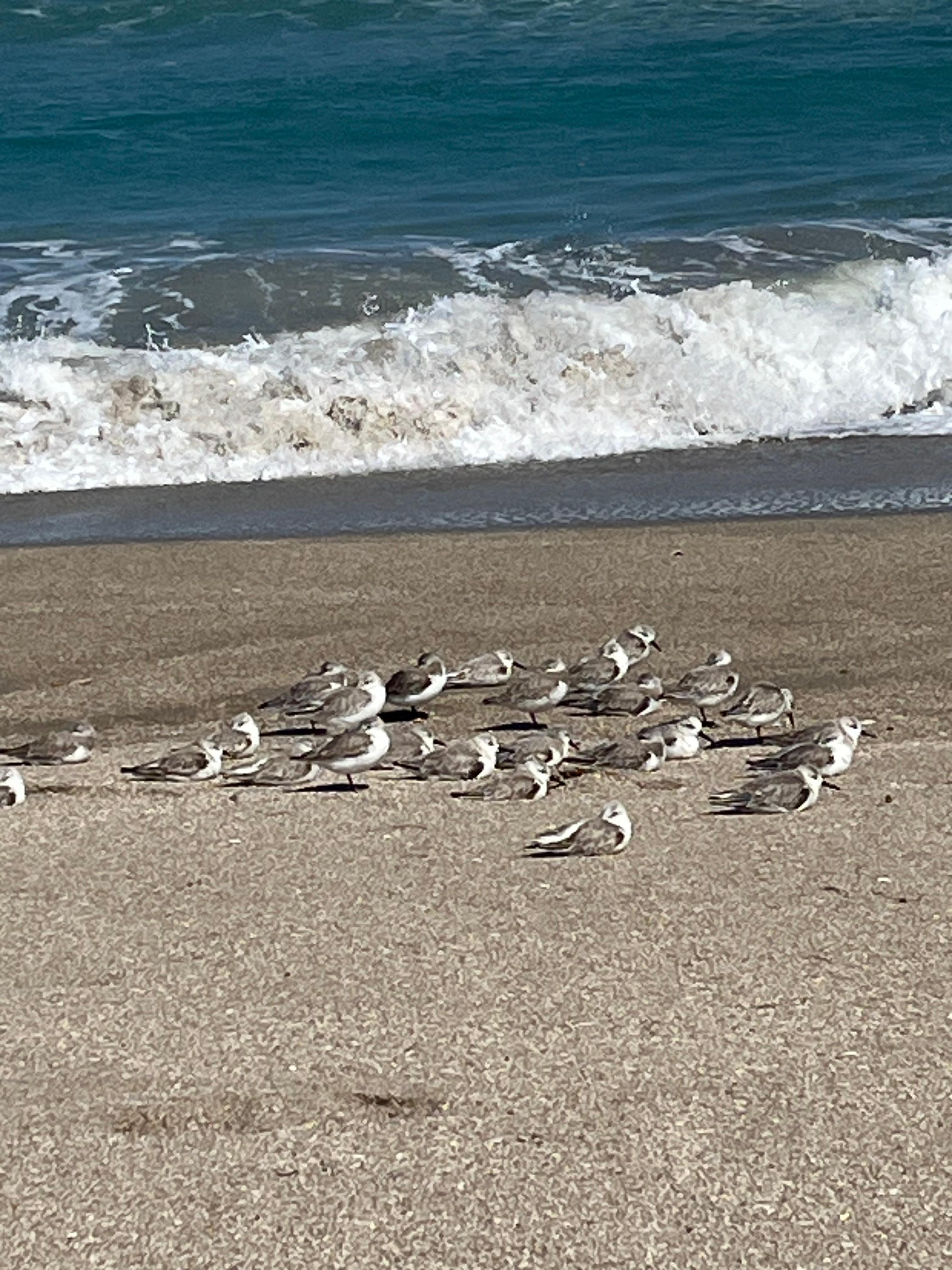 Unassuming beach bums