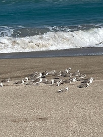 Unassuming beach bums
