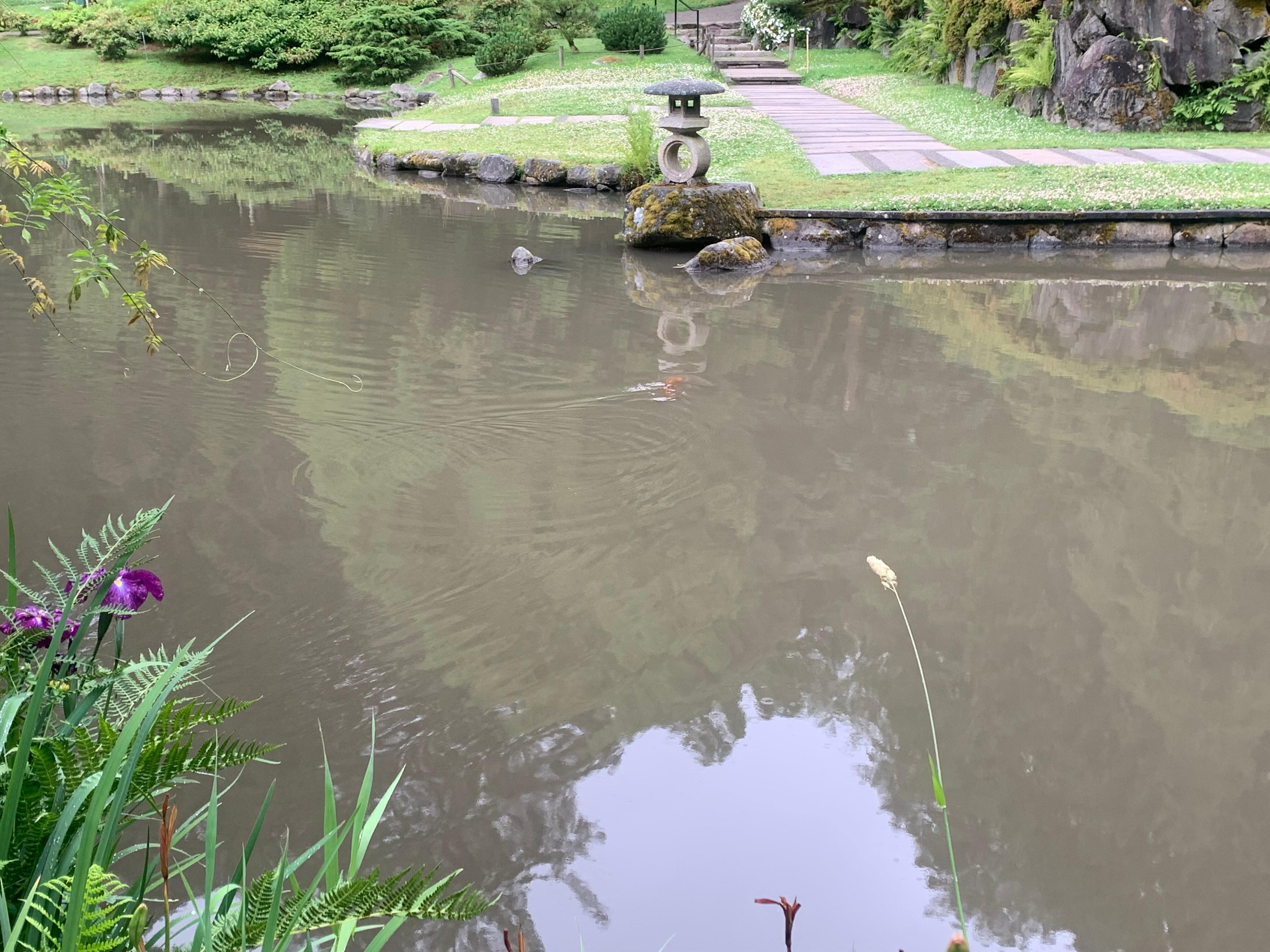 Japanese garden