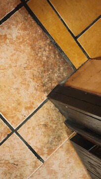 Mold, floor