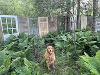 My dog Blue back by a beautiful display of old doors by the firepit