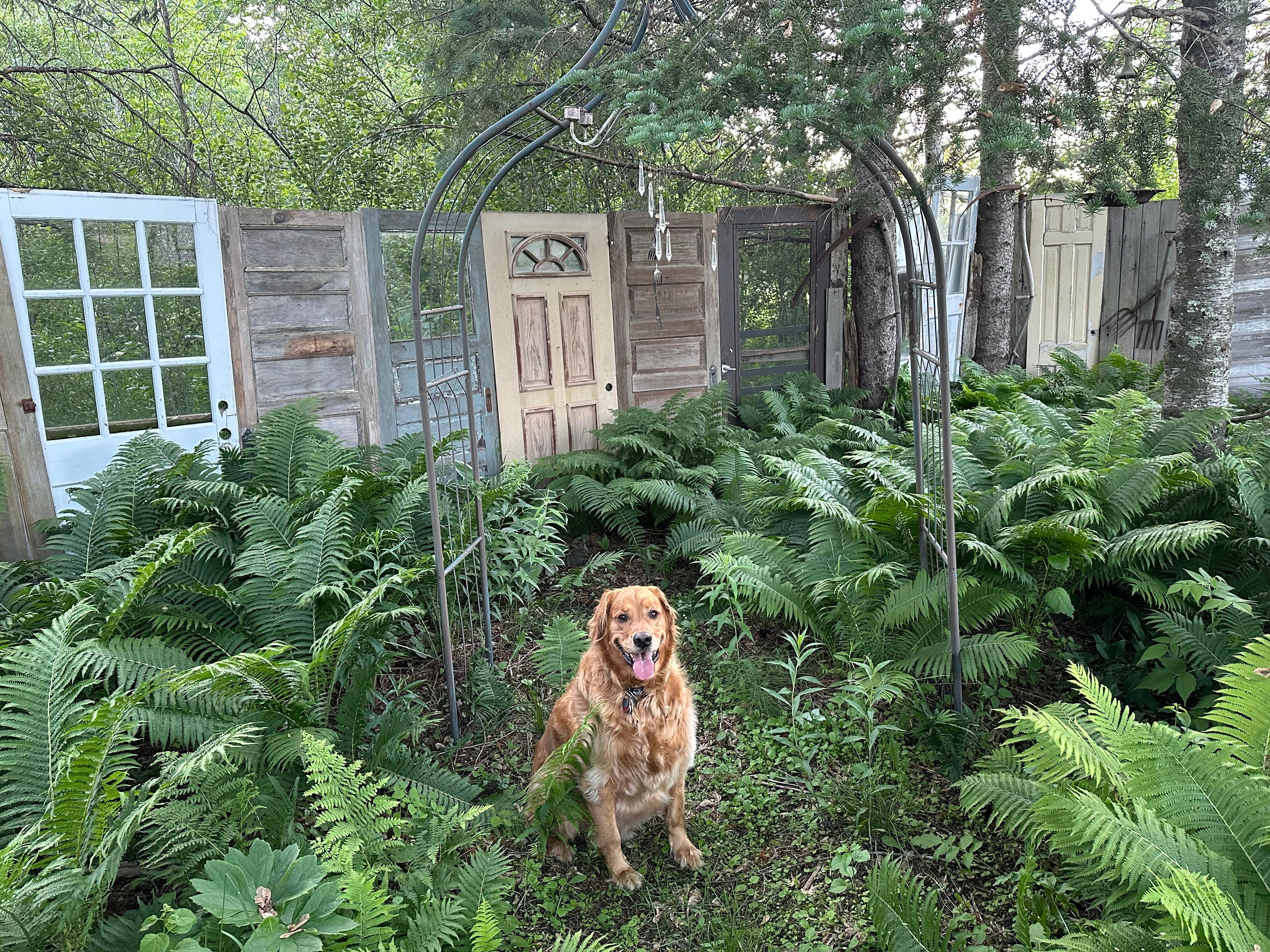 My dog Blue back by a beautiful display of old doors by the firepit