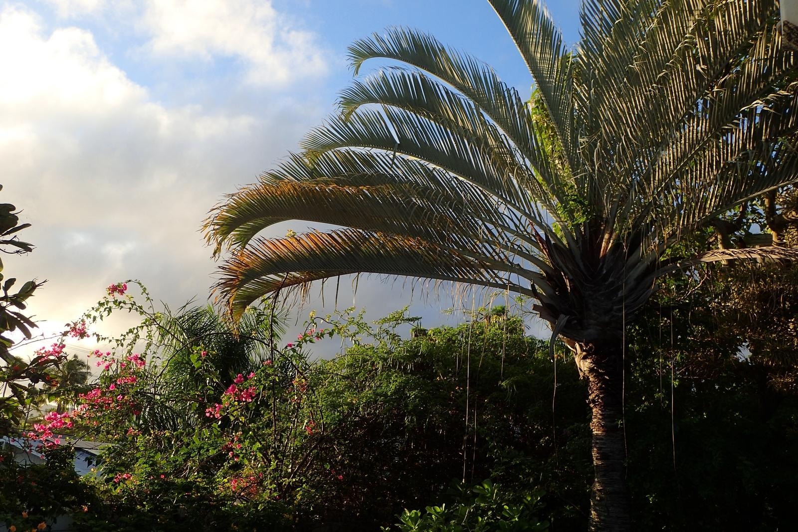 nice tropical gardens