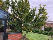 Back garden with greenhouse/ breakfast room.