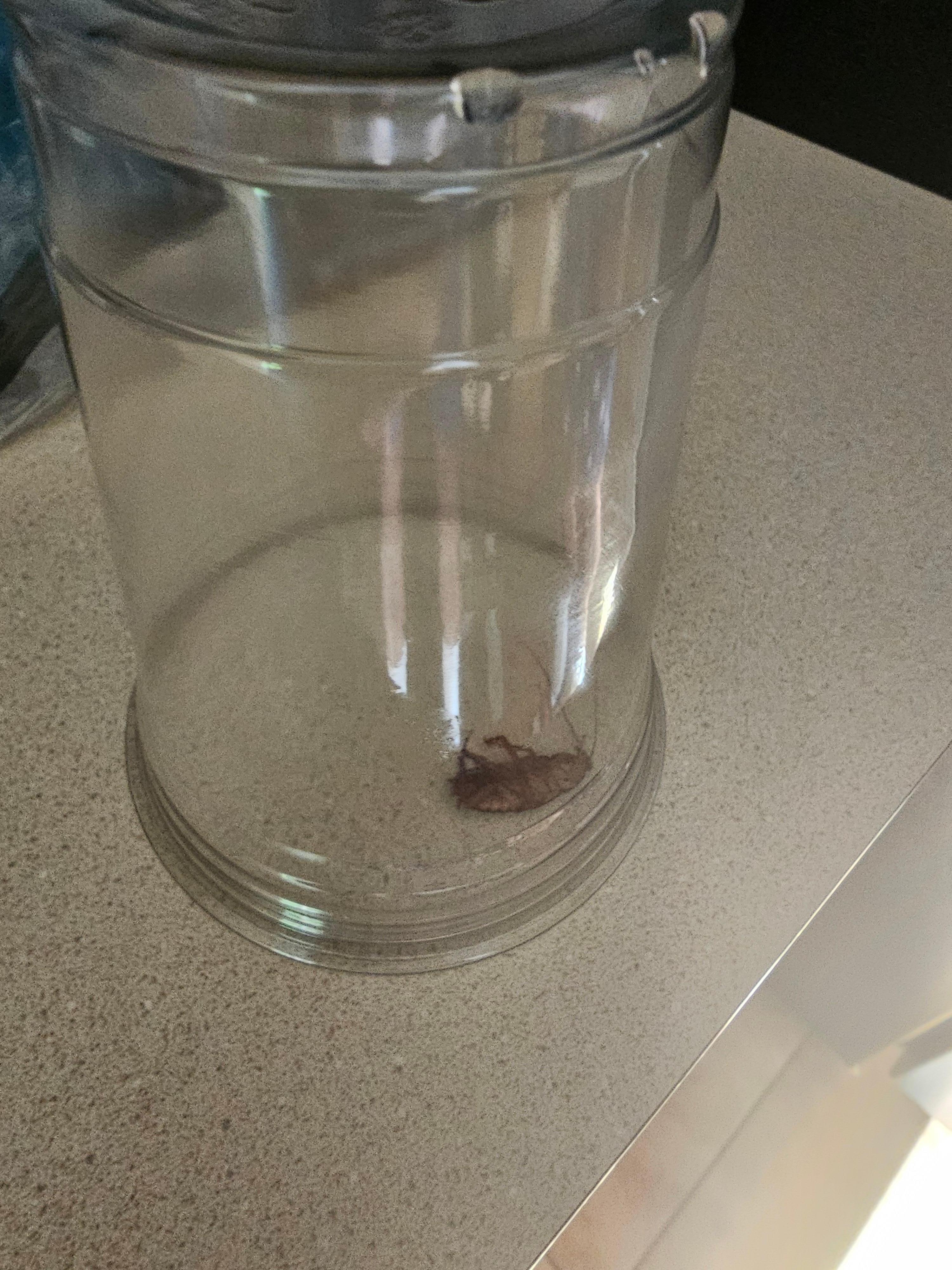 We found a roach in the kitchen and we caught it in a cup and notified the property management. We also let them know there were small ants all over the kitchen as well and some in the bedrooms. They said they would send a company out to spray.