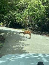 Deer everywhere