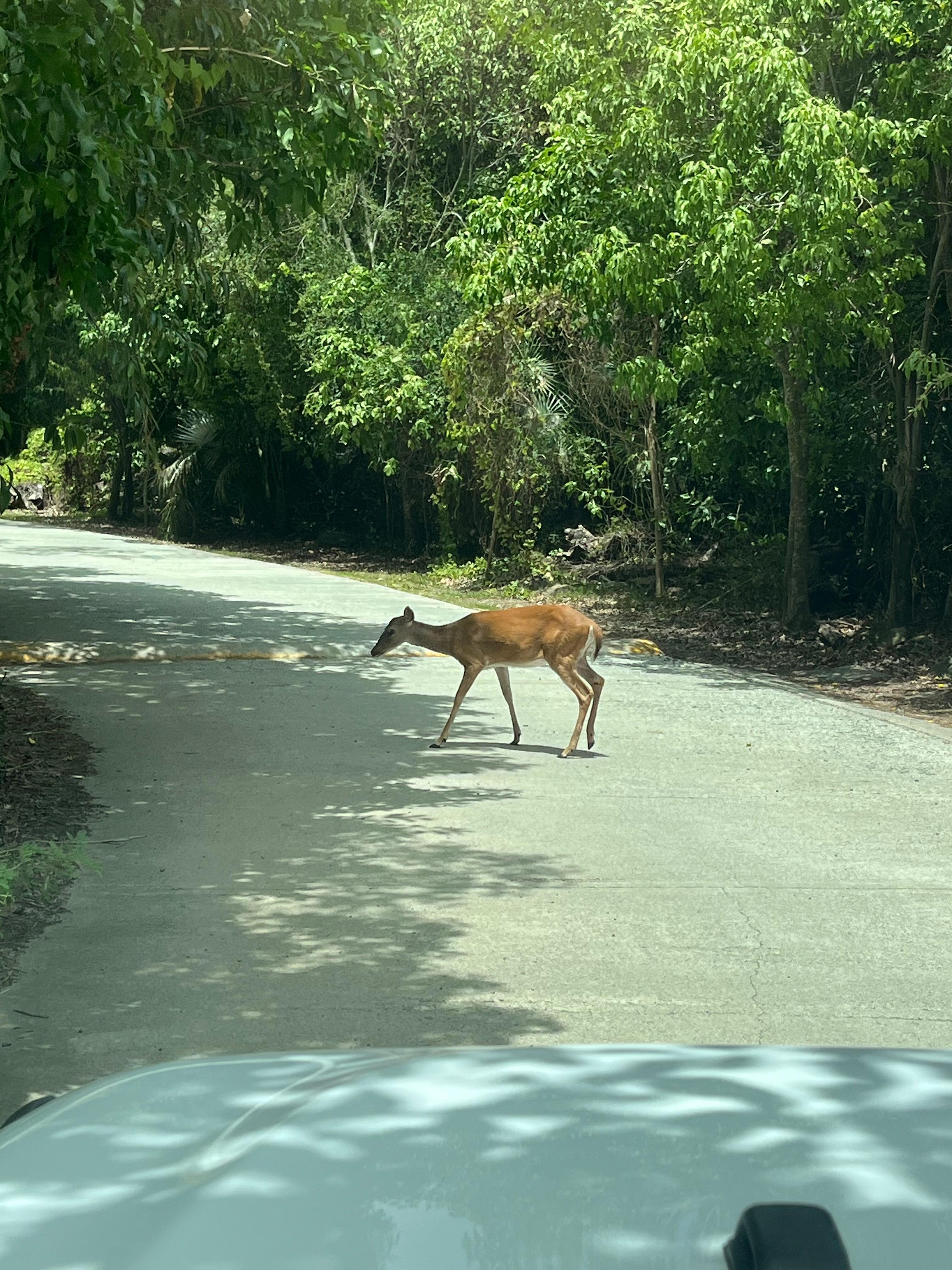 Deer everywhere