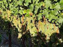 Ready for harvest