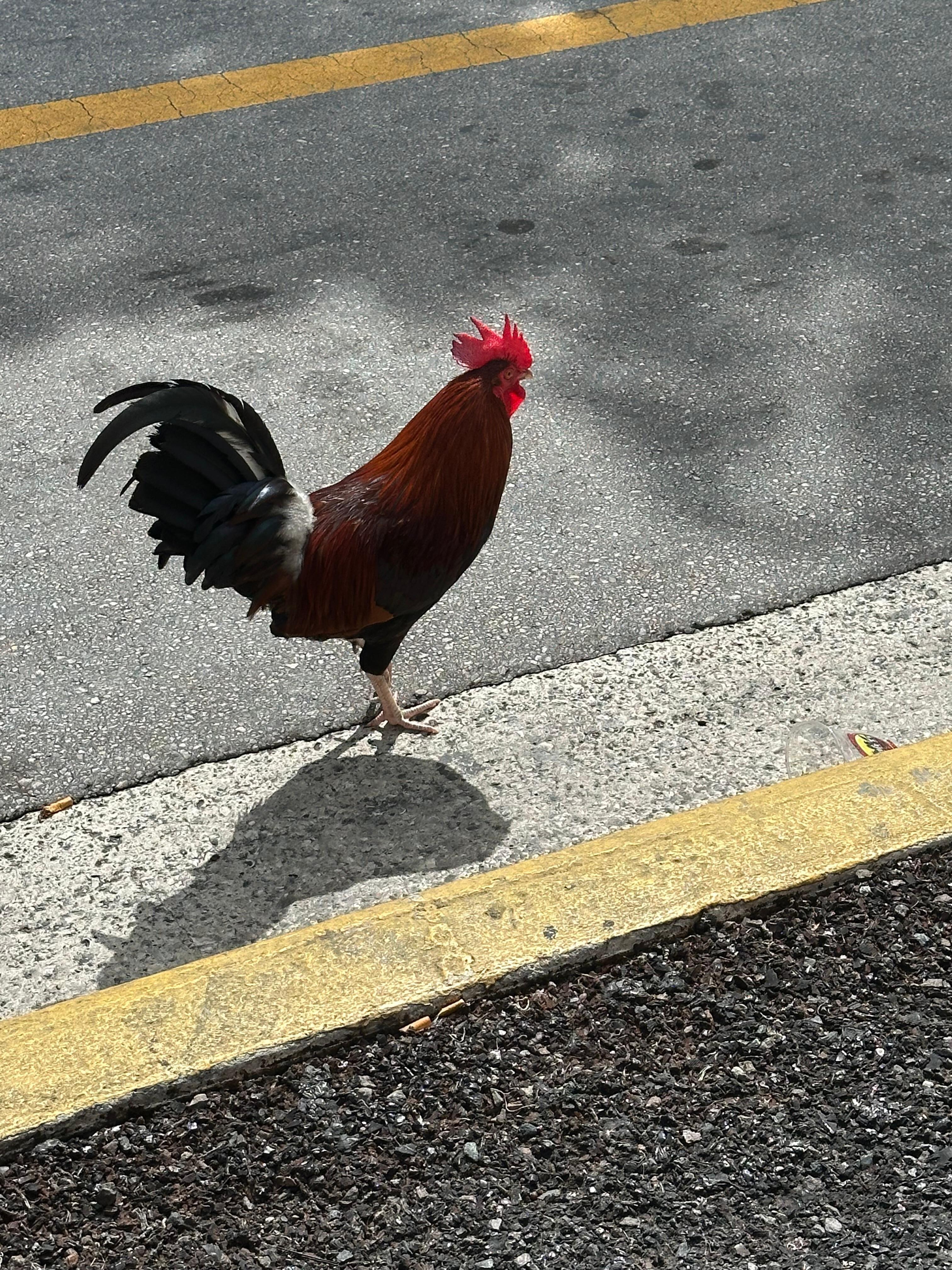 Random Rooster-to grab your attention 🤷♀️😂