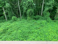 This is the back yard.