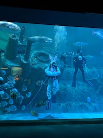Easter bunny with the sharks at the local aquarium