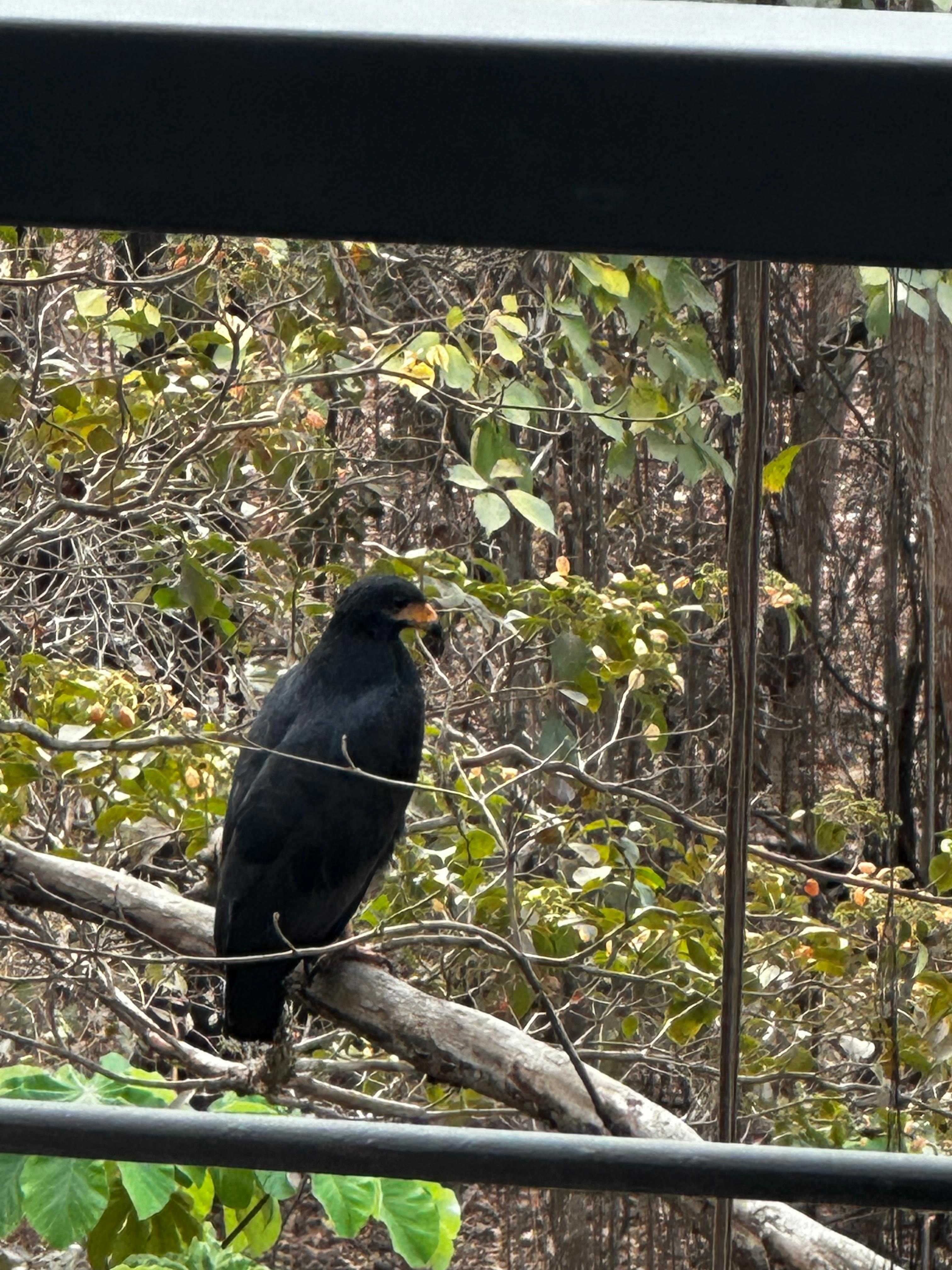 Black eagle joining the mix. 