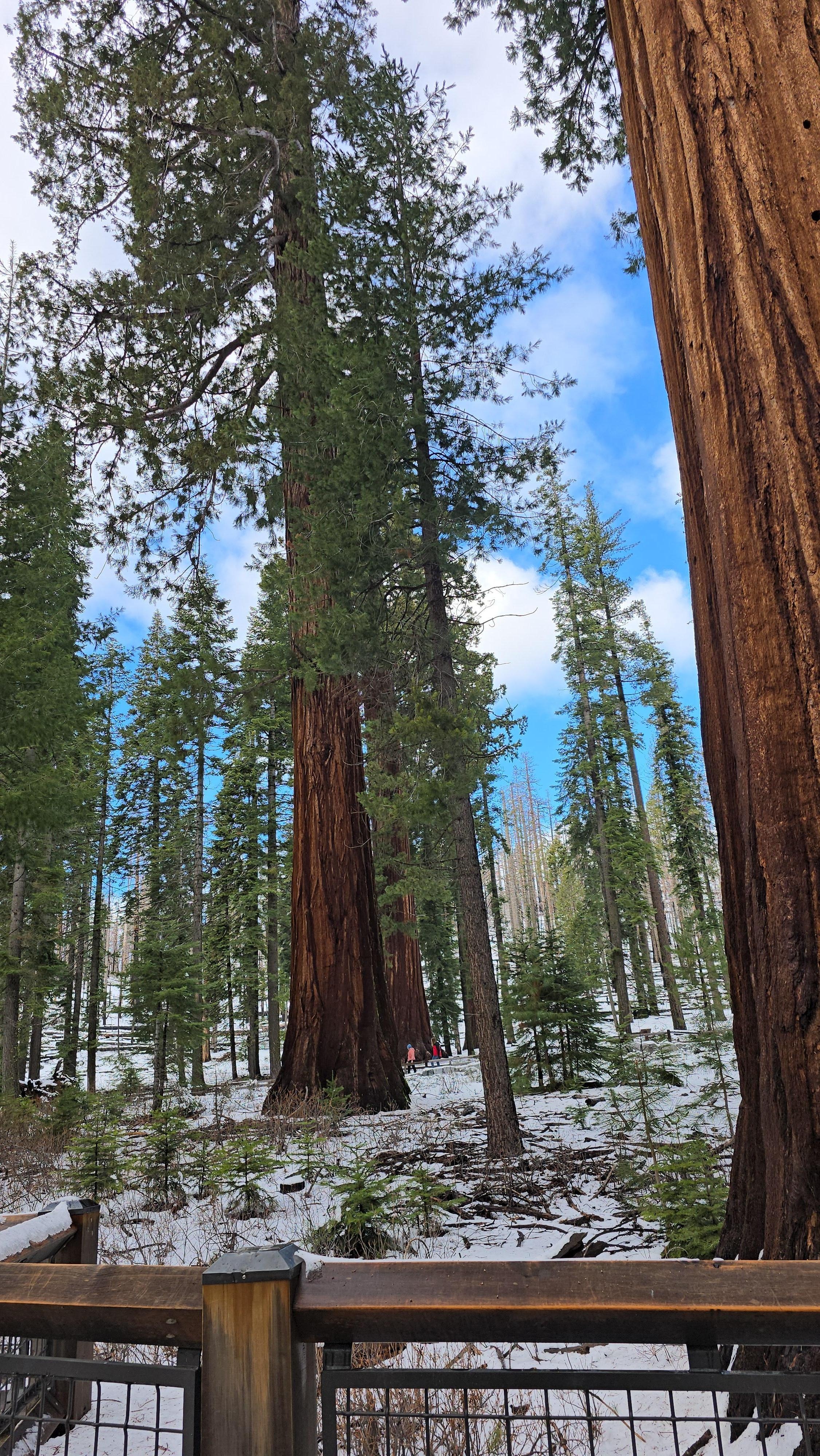 The Mariposa Grove hike.